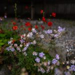 爱情岛首页官网论坛:探索浪漫与激情的交流平台,分享你的爱情故事 53ur2