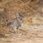 爱美剧 黑吃黑:揭示人性深渊的惊悚剧情与复杂角色关系 5cnsdi2s2r