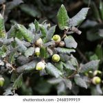 深入探讨H游戏开发的创意与技术挑战 dxs1ngja