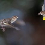 爱笑聚挂了:当笑声成为生活的调味品与心灵的寄托 glcg44