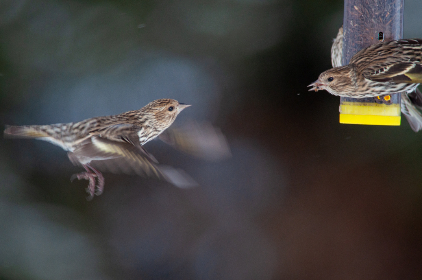 爱笑聚挂了：当笑声成为生活的调味品与心灵的寄托