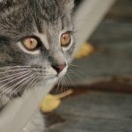 爱看影院下载:畅享高清影视的最佳选择 it9cs