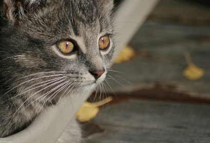 爱看影院下载：畅享高清影视的最佳选择