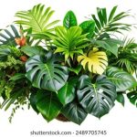 看看屋在线免费观看:畅享高清影视,尽在指尖轻松获取 1g2k7w