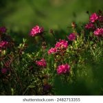 短视频免费下载:轻松获取热门短视频,畅享无限精彩! k6gdu9gm2z