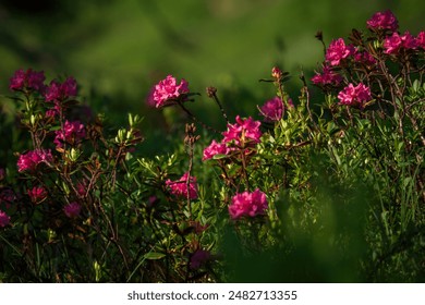 短视频免费下载：轻松获取热门短视频，畅享无限精彩！