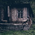 真正樱花动漫:探索樱花背后的真实故事与文化魅力 moffizadu