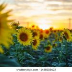 真不卡APP官方下载:畅享流畅体验的最佳选择 teoewqfa5g