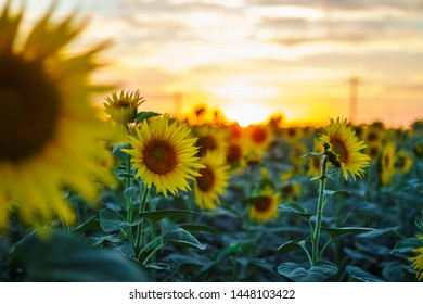 真不卡APP官方下载：畅享流畅体验的最佳选择