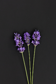 真不卡影视官方网址：畅享高清影视资源，尽在掌握之中